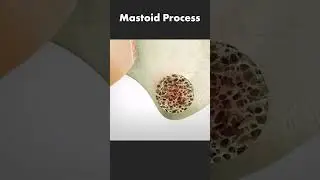 What Is Mastoid Process? Anatomy and Function