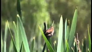 Marsh Wren at Swan Lake