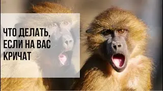 На меня кричат | Что делать в моменте?