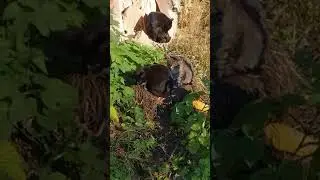 Котята наслаждаются осенним солнышком ☀️ и уютом после обеда 🐾