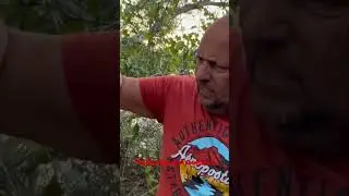 Рыбалка в Америке. Tiger Oscar. 