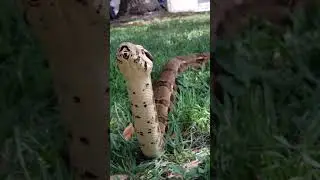 Red Tail Boa 7ft