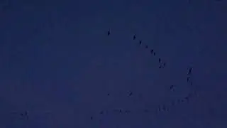 Canada Geese Fly In at Oak Hammock Marsh, October 7, 2019