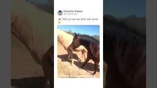 🐴“Told ya now we both look dumb😐”