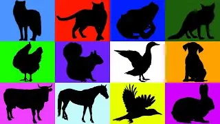 How animals do - Animals for kids