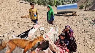 Tragic Fate of Domestic Birds: The Struggles of a Nomadic Family