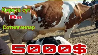 ЧИРОҚЧИ ЧОРШАНБА МОЛ БОЗОРИ ТАШЛАДИ