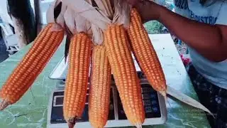 Malalaki at Mahahabang Bunga ng Mais. Ganito rin ba ang naaani ninyo?