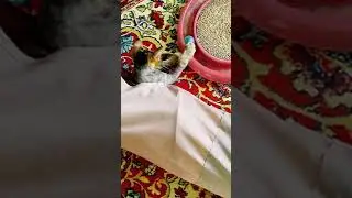 Игры кошака😽