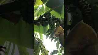 Карликовые бананы