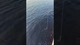 Fishing an Alligator #fishing #alligator #crocodile
