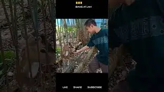 Rusa Suka Kuaci