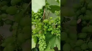9 августа, начал окрашиваться кишмиш Запорожский