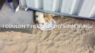 Puppies rescued! (2018)