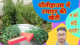 पॉली हाउस में टमाटर की खेती कैसे करें । देखे वीडियो ? #टमाटर_कि_खेती #tamatar #टमाटर #पॉलीहाउस