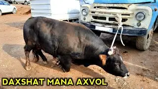 БУКА ДАМЛАБ КОЛДИМИ? ЧИРОКЧИ МОЛ БОЗОРИ НАРХЛАРИ 22 ЯНВАРЬ 2022 CHIROQCHI MOL BOZORI.