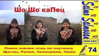 Ловля певчих птиц на паутинку  Щеглы, Репел, Зеленушки, Чижи