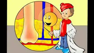 An Introduction to the Skin | ScienceWithMe!