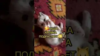 🐱🥰Наша Кремка подрастает❤️ 