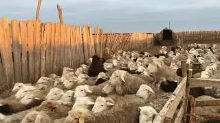 Ягнята на откорме