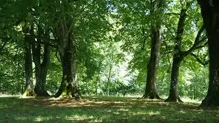 The Sound Or The Wind In A Forest Of Trees