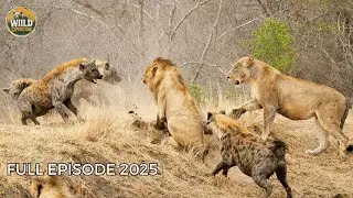 Lions & Hyenas | The Battle That Keeps the Wild in Balance | Wildlife Documentary