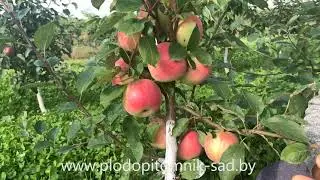 🌱 Яблоня сорт СЛАВА ПОБЕДИТЕЛЯМ 🌱