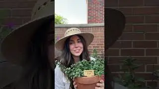 3 Essential Herbs to Plant in Pots 