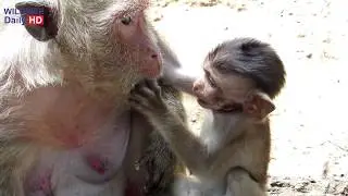 Popeye Monkey Hit Sweetpea Monkey, Coz Sweetpea Try To Get Food From Polino
