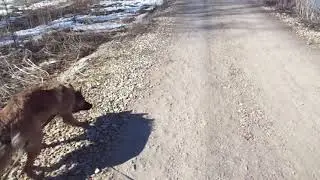 Идём смотреть мост