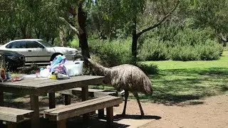 Страус Эму Ворует Еду | Emu Steals Food