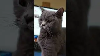ЧТО У ВАС ЗДЕСЬ ПРОИСХОДИТ😼WHAT IS GOING ON HERE