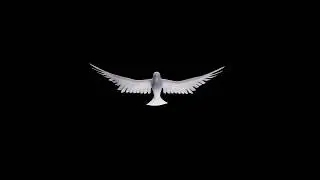 Pigeon/Dove Flying Worship Background Loop| Free HD Stock Footage