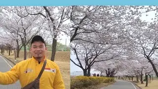 MUSIM SAKURA DI KOREA//WALKING TO SEE CHERRY BLOSSOMS IN KOREA!