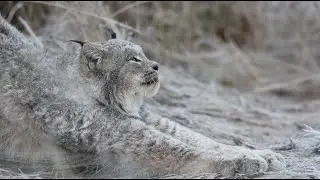 Canada Lynx Stretching