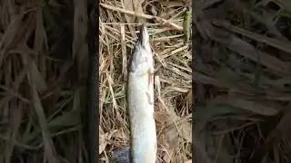 голые девушки