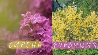 Обрезка Форзиции I Обрезка Сирени