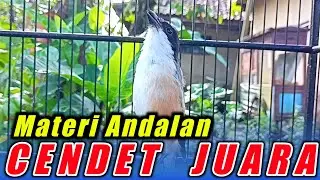 MATERI ANDALAN CENDET JUARA KENARI SAMBUNG GEREJA TARUNG DAN MATERI MEWAH LAINNYA