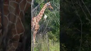 Interesting Giraffe Facts
