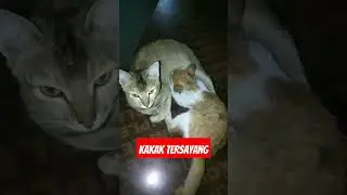 Kakak tersayang! #shorts#cat#funny