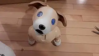 Aibo ERS 1000 2024 kinako edition: first boot