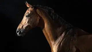 HORSE MUSIC VIDEO~ЛОШАДИ КЛИП