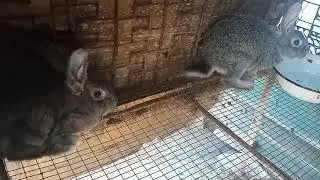 отсадил молодняк  советской шиншиллы