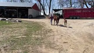 Andalusian Foal Trotting