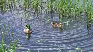 Cute Test-Video Canon Legria HF20