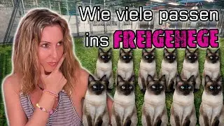 Die ultimative Katzen-Challenge! – Was passiert, wenn ich alle in den Garten lasse? 🐱😱  Folge 30