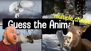Reacting To Guess The Animal Sound - Round 1