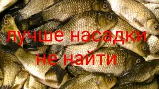 самая лучшая наживка на всю белую рыбу клюёт весь год