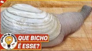 Geoduck | Que bicho é esse ? | Conheça o Geoduck |O animal mais estranho do mundo !