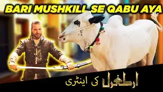 Cow Slaughtering Process for Eid 2025 | Traditional Qurbani Ritual Explained